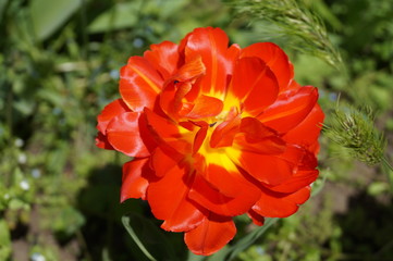 red flower in the garden