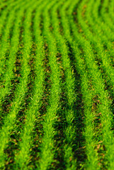 agricultural field