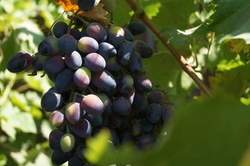 bunch of grapes on the vine