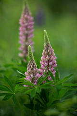 Pink Lupins on fresh green blurred backgroun