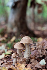 Mushrooms in the forest