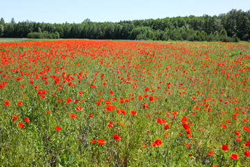 Summer field full of red poppy flowers in the grass. Sunny day nature. Green lawn background. Floral wallpaper.
