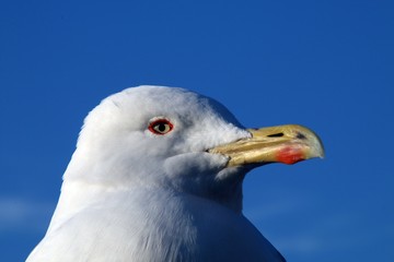 Cabeza de gaviota patiamarilla sobre cielo azul.