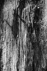 Old tree background with holes and shades of the light. Wooden texture.