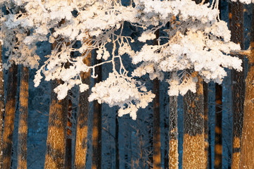 Snow and frost covered pine trees. Focus on tree branches.