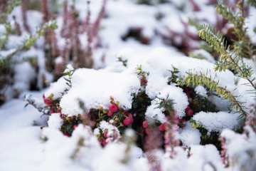 Heather pink flowers bloom under the first snow in the garden. 