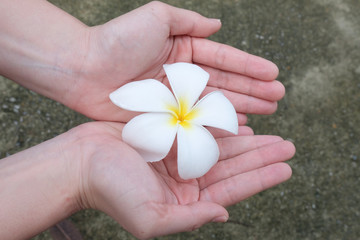 flowers in hands. Beautiful flowers in woman's hands.