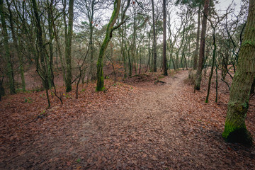 Forest trail in a hilly area in the autumn season