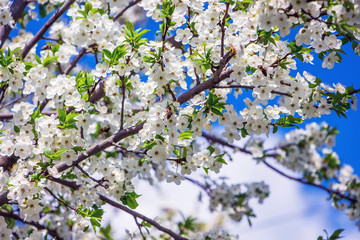 Branch of cherries with white flowers on the background of the blue sky_