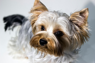 Portrait of the beautiful Yorkshire Terrier on white background