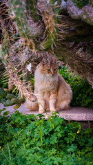 Obraz premium Street cats of Cyprus