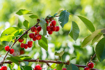 Fototapeta premium A bunch of ripening growing sweet cherry on the tree. Gardening, June