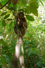 Goldener Bambuslemur