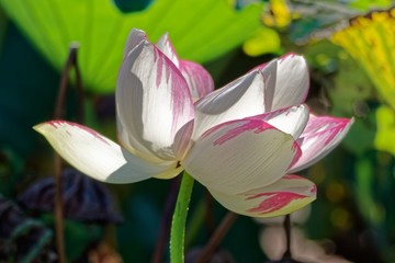 Lotus