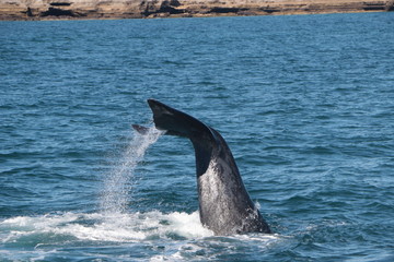 Baleine franche australe