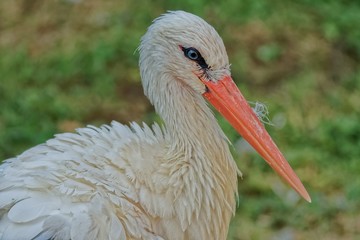 Stork