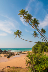 Palm and untouched tropical beach in Indian Ocean. Sri Lanka. Hikkaduwa. Ambalangoda. Unawatuna.