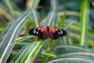 Schmetterling