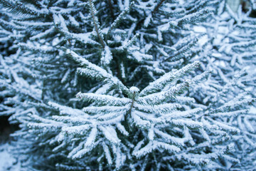 winter tree in park background