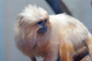 Tamarin