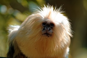 Tamarin