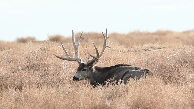A Large Trophy Mule Deer Buck Resting