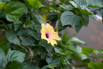 Hibiskus © andreasrohrer1