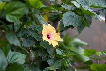 Hibiskus