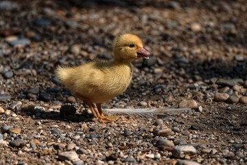 Duckling