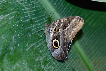 Schmetterling