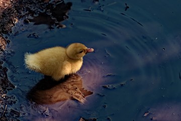 Duckling