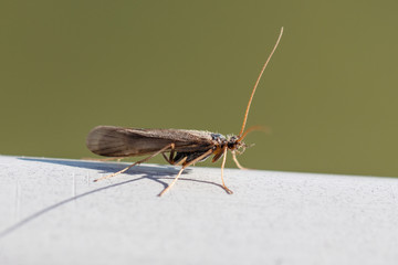 Köcherfliege