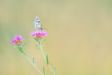Schmetterling trinkt Nektar auf der Distel mit Textfreiraum © photobars