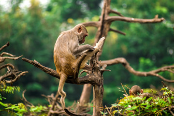 Red Monkey 
