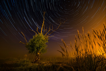 Tree and tall grass against the background of star tracks. - 244167233