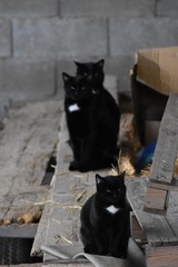 chat noir et blanc