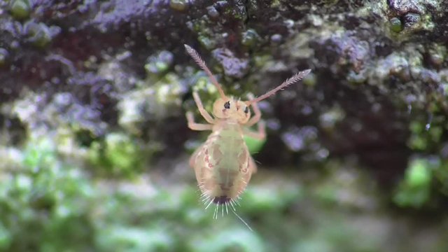 Kugelspringer im Herbst auf Gartenlaub