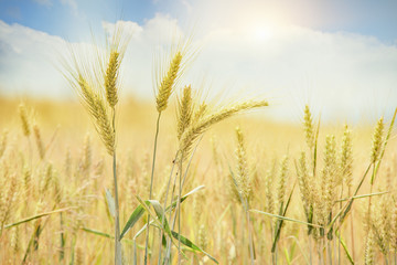 Getreidefeld im Sommer