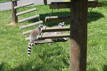 Couple of lemurs in a park