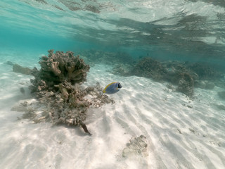 Underwater coral reef and fish in Indian Ocean, Maldives. Tropical clear turquoise water