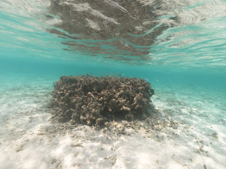 Underwater coral reef and fish in Indian Ocean, Maldives. Tropical clear turquoise water