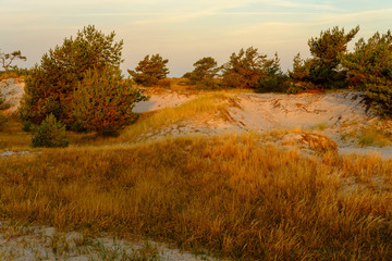 Fototapeta premium Sonnenaufgang am Darßer Ort an der Ostsee in der Kernzone des Nationalpark Vorpommersche Boddenlandschaft am Darßer Weststrand, Mecklenburg Vorpommern, Deutschland