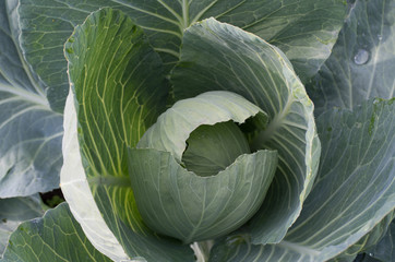 Obraz premium Cabbage background.