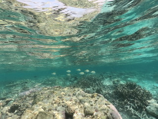 Underwater coral reef and fish in Indian Ocean, Maldives. Tropical clear turquoise water