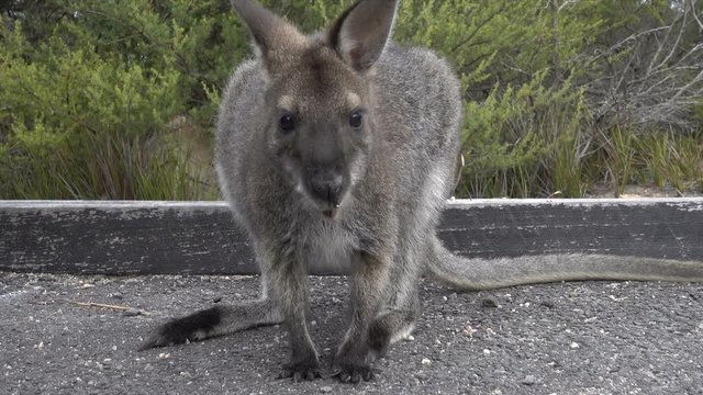 Bennets wallaby, Tasmania, Australia