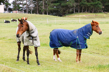 tamed horses in a cold country side in New Zealand