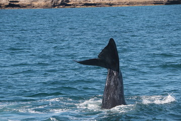 Baleine franche australe