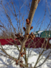 cherry tree winter