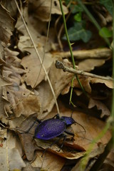 purple on leaf