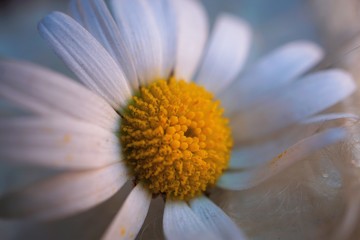 romantic white daisy in the garden in the nature